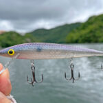 スミスウィック「サスペンディング ラトリン ログ -FX シリーズ-」、少量ですが再入荷します！