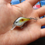 ビル ルイス「ジーナット / The Gnat」