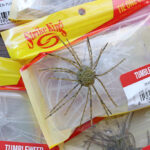 ストライク キング「タンブルウィード / Tumbleweed」