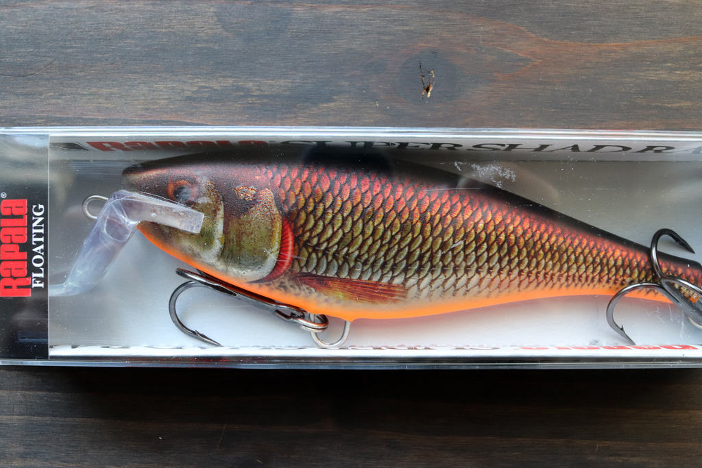 【Live Redfin Shiner】